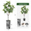 Arbre artificiel dans un pot à fleurs texturé blanc minimaliste moderne-104351665