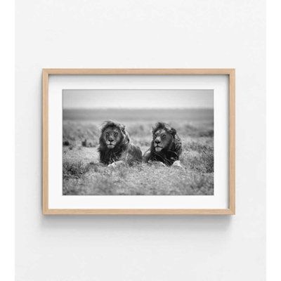 Lion duo noir et blanc | Photographie de safari | Art mural majestueux
