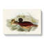 Blue-billed Duck by Elizabeth Gould - Wrapped Canvas-55361752