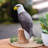 Cohasset Animals Figurines & Sculptures