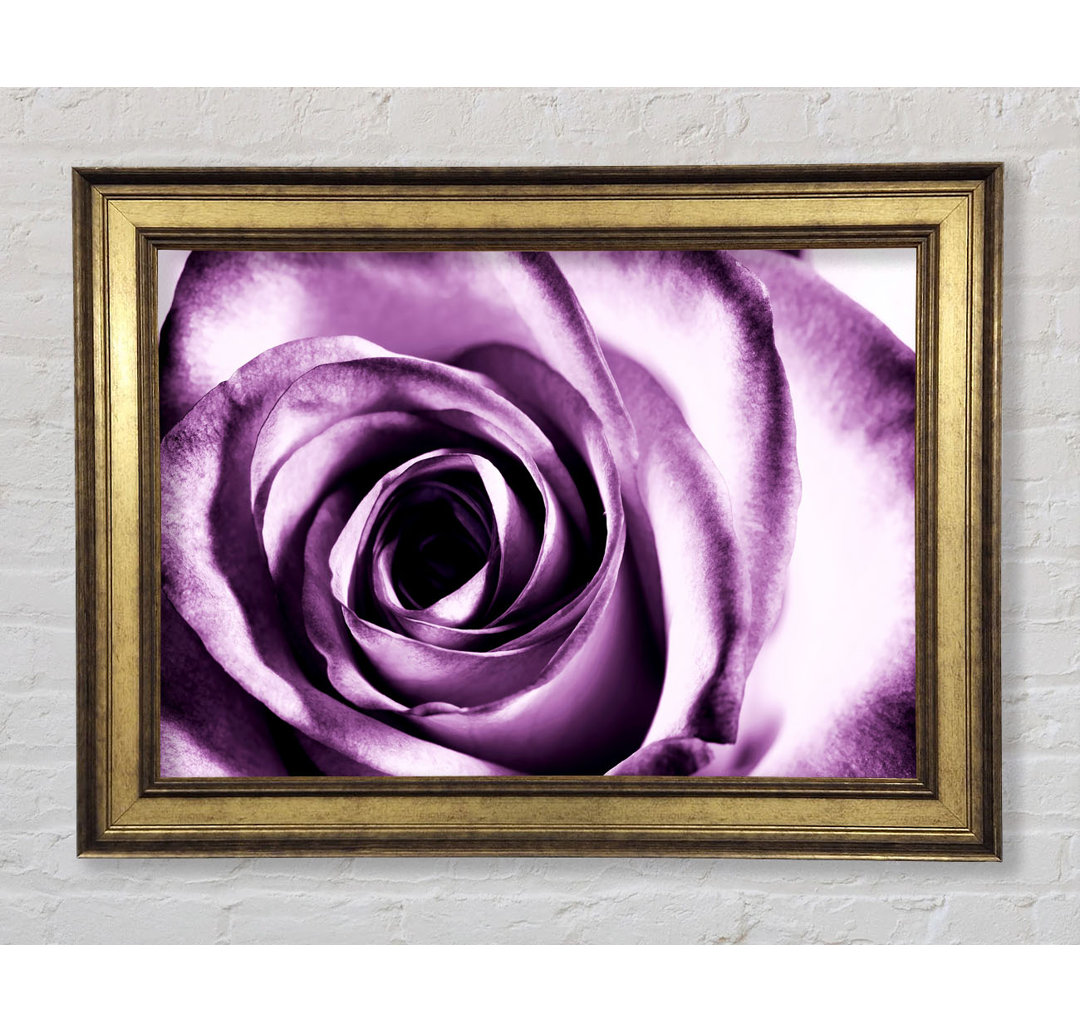 Purple Rose Delight - Druck