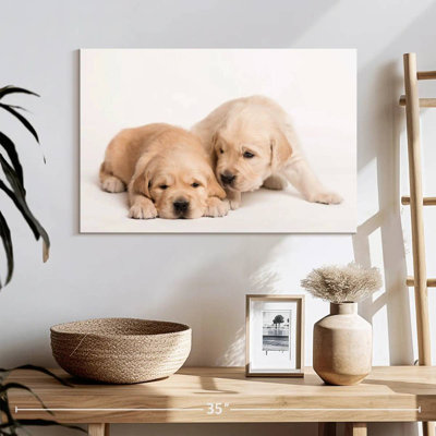 Brampt Golden Retriever Babies