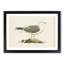 A Common Gull by Von Wright - Single Picture Frame Painting-55457434-55457439