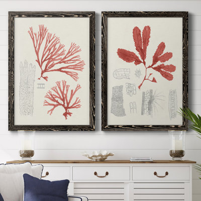 «Vintage Coral Study I», toile encadrée de qualité supérieure - prête à être accrochée