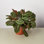 House Plant Shop Live Foliage Plant Low Maintenance Plant Rattan