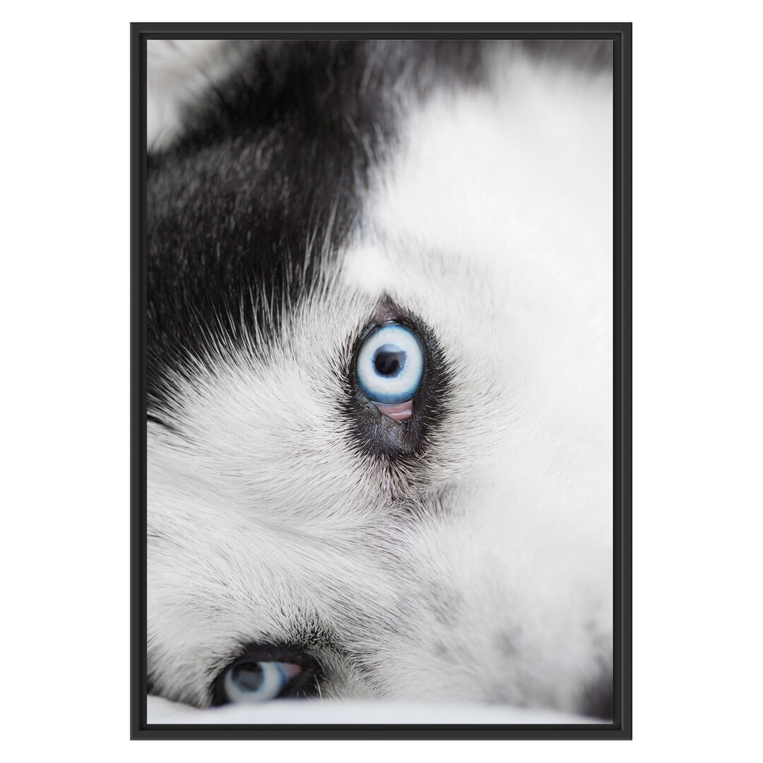 Gerahmtes Wandbild Husky mit Eisblauen Augen