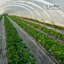 Barrière anti-mauvaises herbes en tissu Pro Landscape