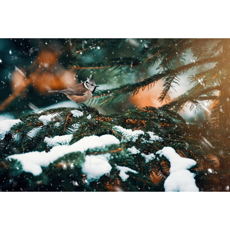 Wrapped Canvas Print, 50.8 cm H x 76.2 cm W
