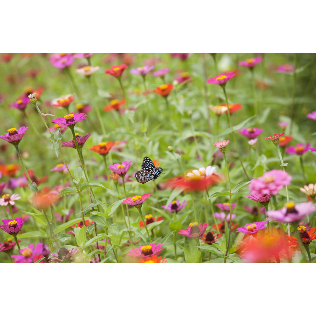 Fliegender Schmetterling in einer schönen Wiese von Enviromantic - Leinwandbild