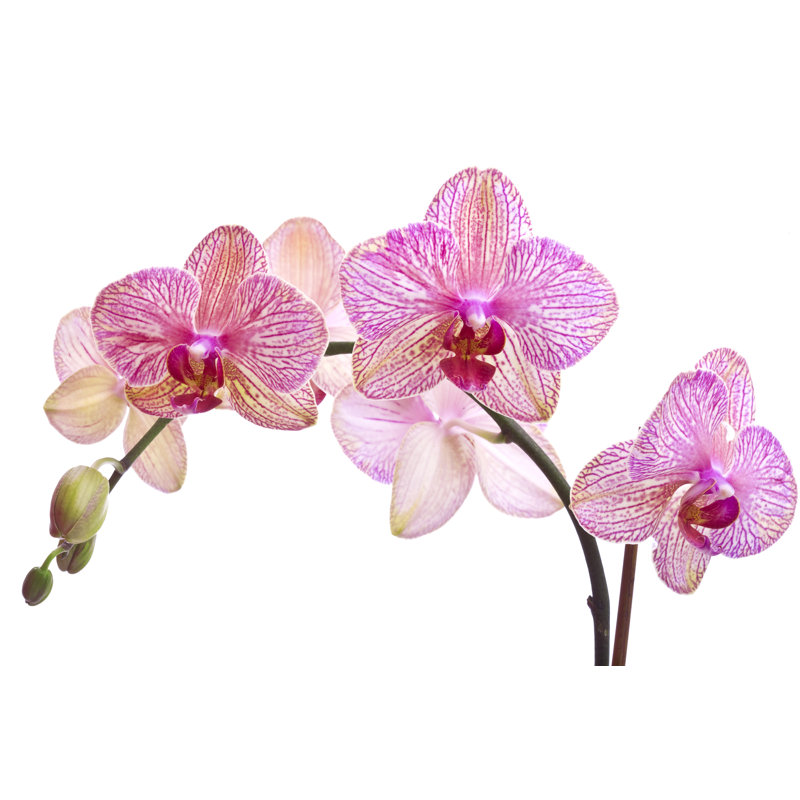 Orchid Series par Liliboas, H 8 po x l 12 po