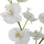 Orchidée Uttermost Glory