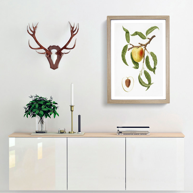 An Illustration Of A Peach Tree by Giorgio Gallesio - Single Picture Frame Painting, 63cm H x 45cm W x 2cm D, Oak Framed