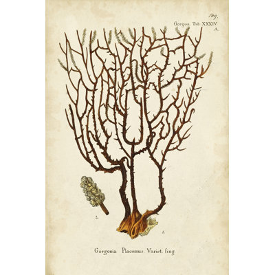 Esper Sea Fans II - Graphic Art