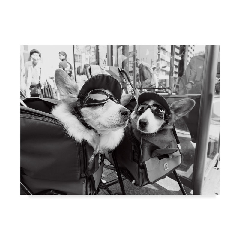 « conversation of the corgi », reproduction de photo sur toile tendue, H 35 po x l 47 po x P 2 po