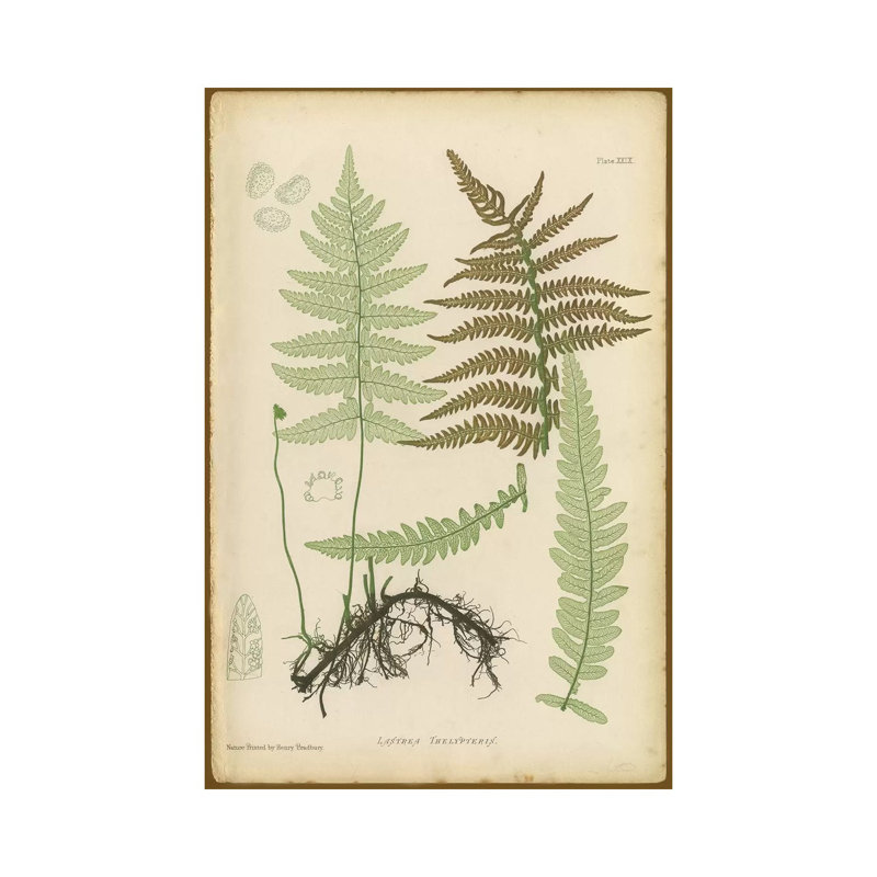 Lastrea Thelypteris - Wrapped Canvas Print, 101.6 cm H x 66.04 cm W x 1.91 cm D