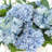 Assorted Hydrangea Centerpiece-2007199586