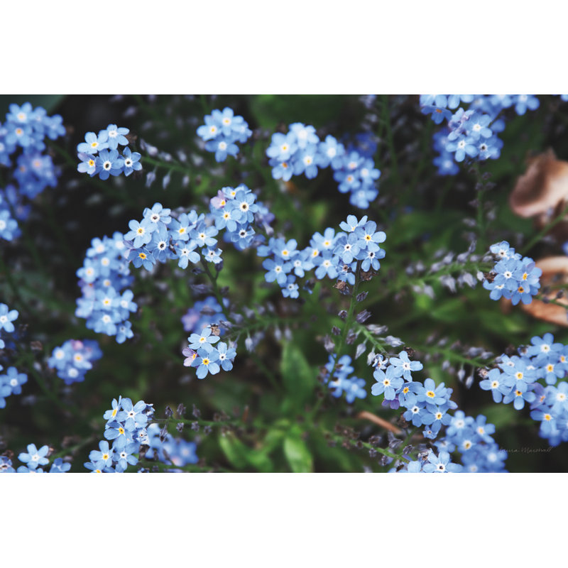 Forget Me Nots IV by Laura Marshall - Painting Print, 61cm H x 91cm W, Wrapped Canvas
