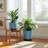 Saucer Planters Ceramic Scalloped Edge Design Modern Decorative Versatile Round Shape Durable Construction Set Of 2