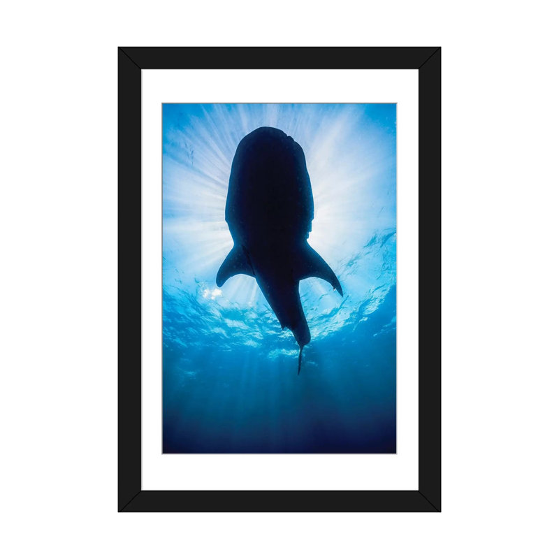 " Whale Shark In Isla Mujeres, Mexico II " by Jennifer Idol, Black Framed Fine Art Paper, 32" H x 24" W x 1" D, White
