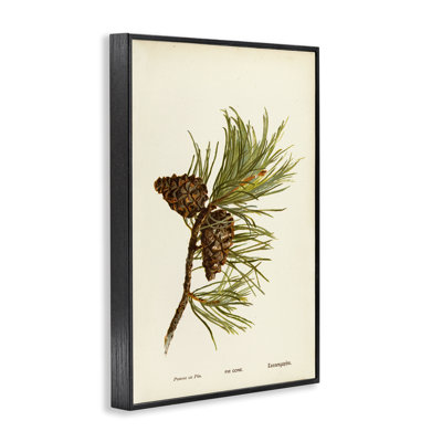 Fir Tree Cones Giclee Art by Tina Higgins Designs, Inc.