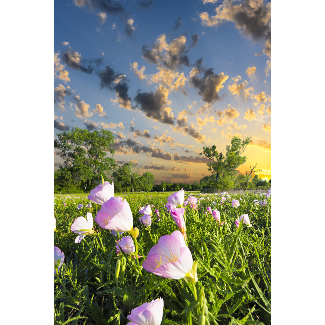 Texas Morning von Dean_Fikar - Kunstdrucke auf Leinwand