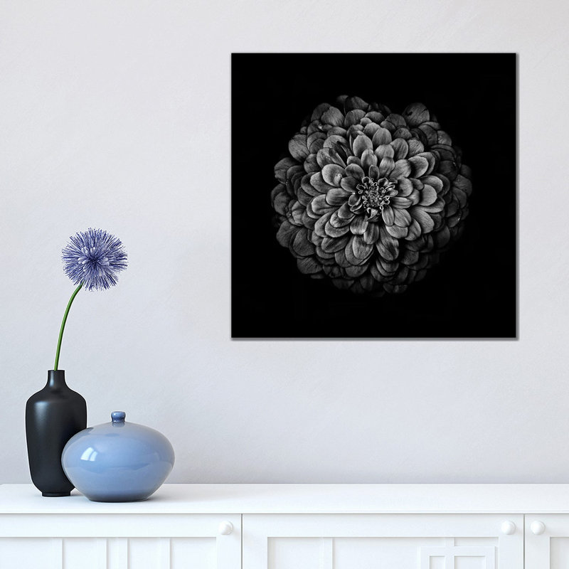Black And White Zinnia IV by Brian Carson - Wrapped Canvas Print, 45.72 cm H x 45.72 cm W x 3.175 cm D
