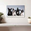 Chiots bouledogue français-107525394