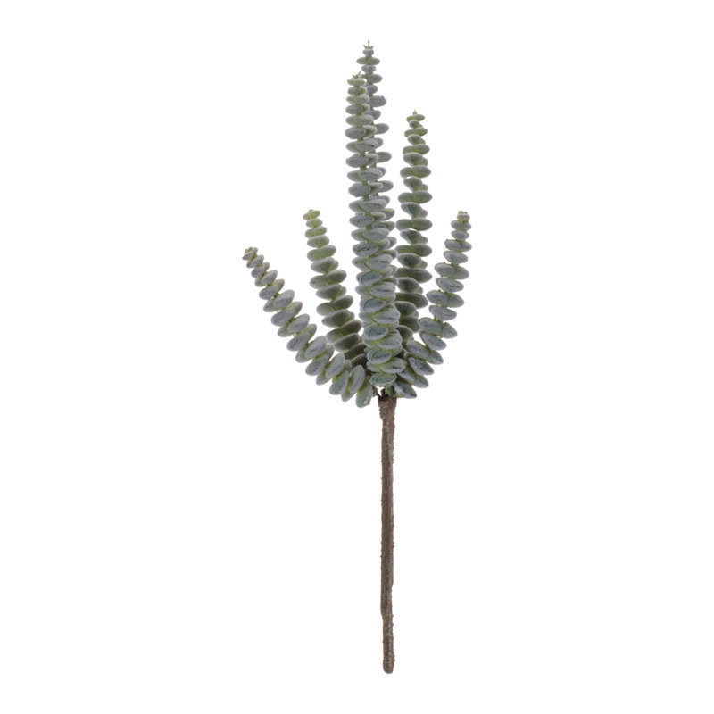 Plante grasse