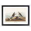 Ring Plover Birds by John Audubon - Picture Frame Painting Print-55598767-55598773