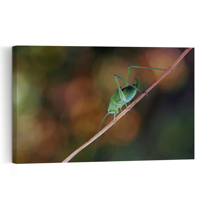 Green Grasshopper Macro Delicate Vibrant Contemporary Grasshopper Nature Plant Wall Art Print 1 Piece Wrapped Canvas Wall Art