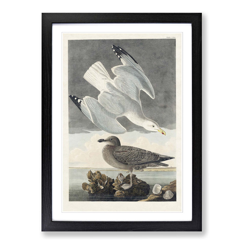 Herring Gulls by John Audubon - Picture Frame Painting Print, Black Framed, 65cm H x 48cm W x 2cm D