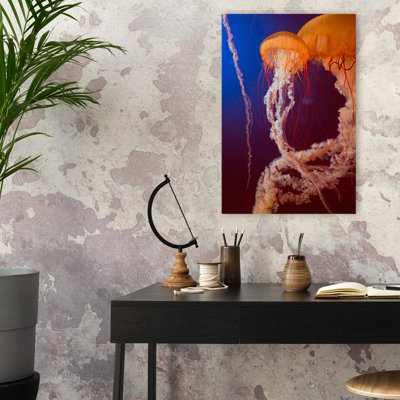 Jelly 3 - photographie d'art animalier