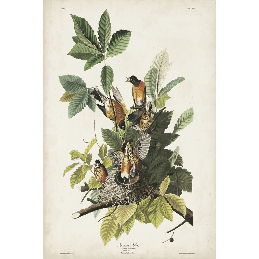 Leinwandbild Pl 131 American Robin von John Audubon