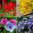 English Cottage Garden Collection - 100 Bulbs - Featuring 4 Varieties of Colorful, Red, Pink, White, Yellow Flowers
