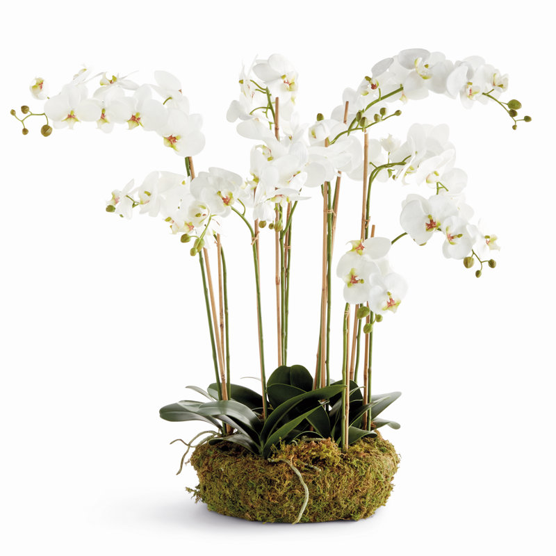 Arrangement d'orchidées, H 14,9 po x l 36,2 po x P 9,4 po
