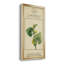 Linnaean Botany V - peinture sur toile encadrée-1000311537-1000311536