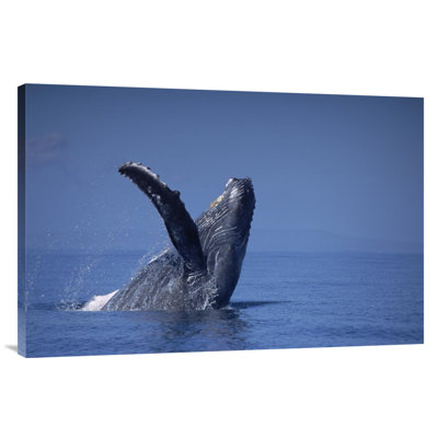 " Humpback Whale Breaching, Maui, Hawaii "