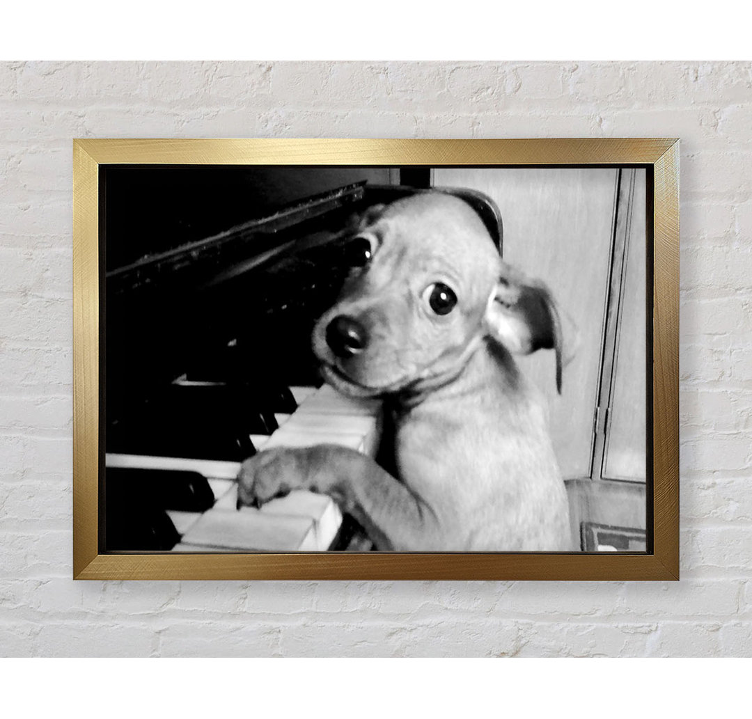 Piano Pup - Druck