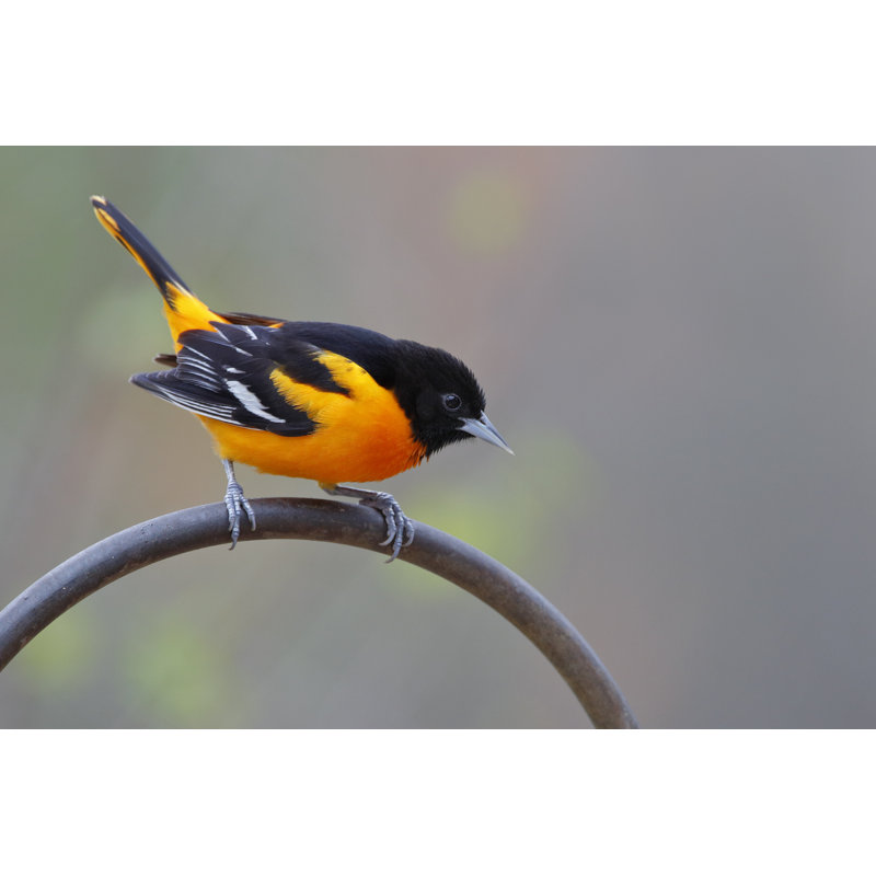 «Mâle Baltimore Oriole» par Brianlasenby - photographie sur toile tendue, L 12 po x H 8 po