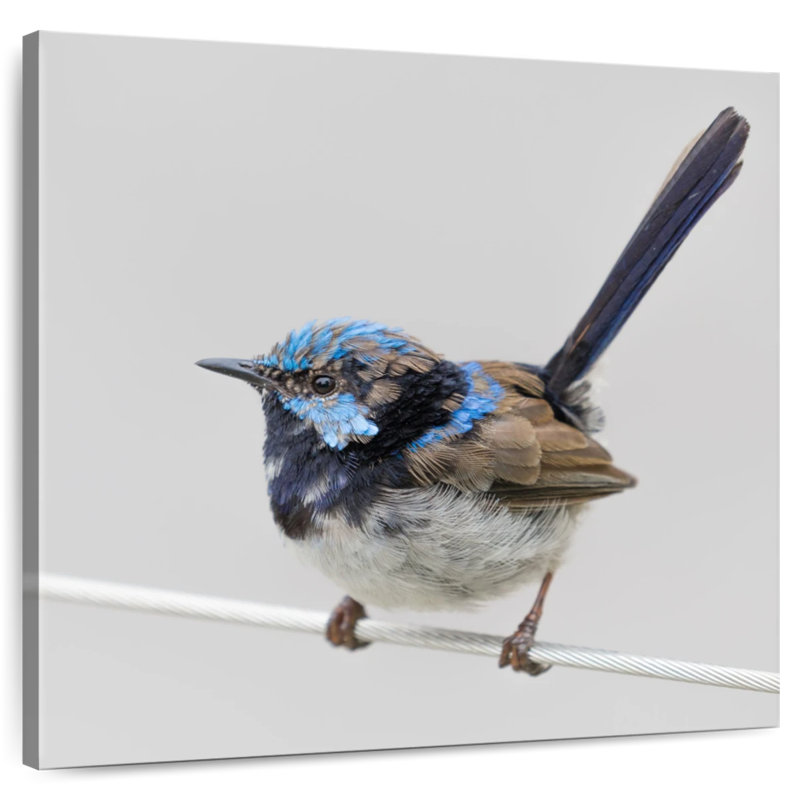 Brampt Bluebird Close Up, 10" H x 10" W
