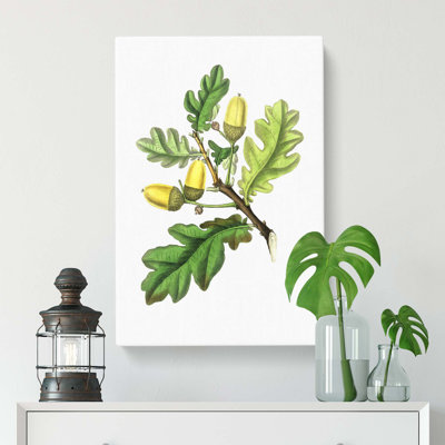 English Oak Tree Illustration - Wrapped Canvas