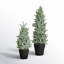 2 Piece Snowy Pine Tree Set