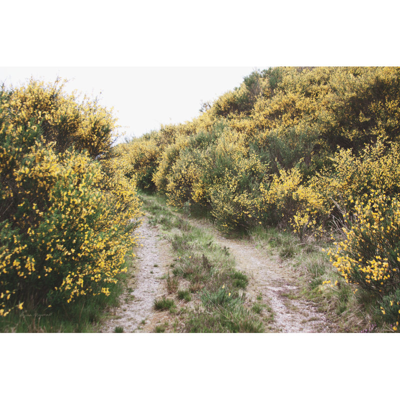 «Scottish Highlands II» par Laura Marshall, reproduction, H 24 po x l 36 po, Cadre doré simple, Oui