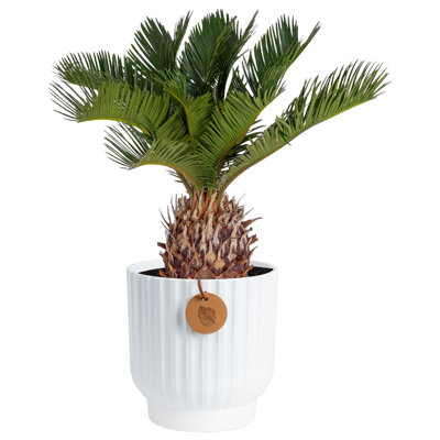 Sago Palm Tree in Ceramic/Wood Planter