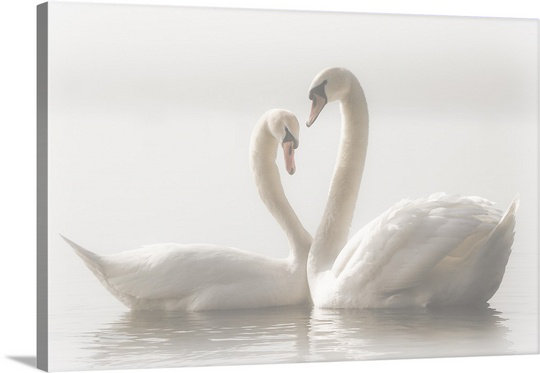 «Straub Forever» par Monika Schwager - reproduction de photo, H 20 po x l 30 po x P 1,5 po, Toile