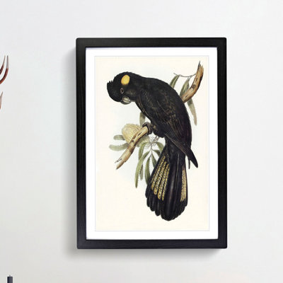 Funereal Cockatoo by Elizabeth Gould - Framed Print