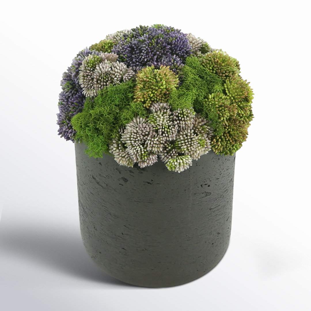 Multi Colored Sedum in Black Planter Birch Lane™ 