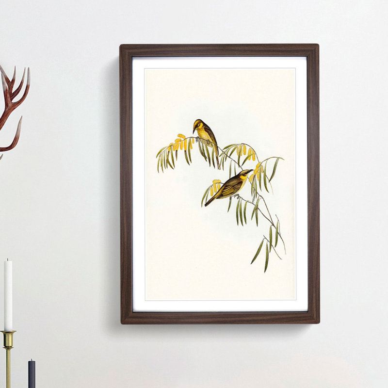 Plumed Honeyeaters by Elizabeth Gould - Picture Frame Painting Print, 48cm H x 36cm W x 2cm D, Walnut Framed