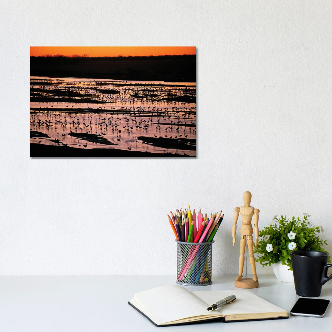 Sandhill Cranes Roost Along The Platte River Near Kearney, Nebraska von Joel Sartore - Gallery-Wrapped Canvas Giclée on ...