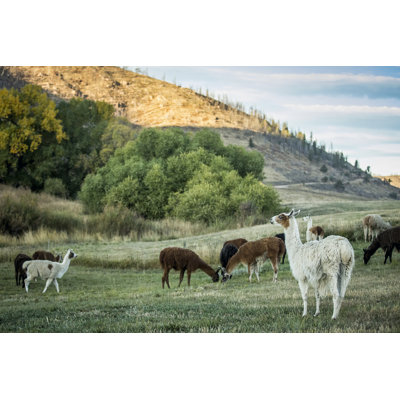 Llama Portrait II by Tyler Stockton - Photograph